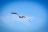 Gaivota Gaivota